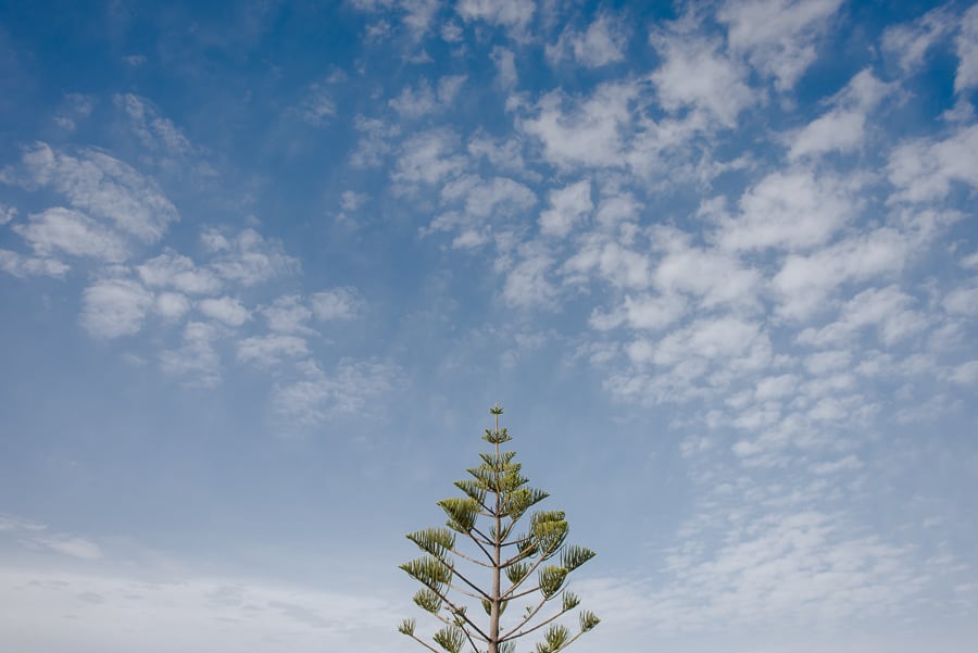 tree at imerovigli santorini greece