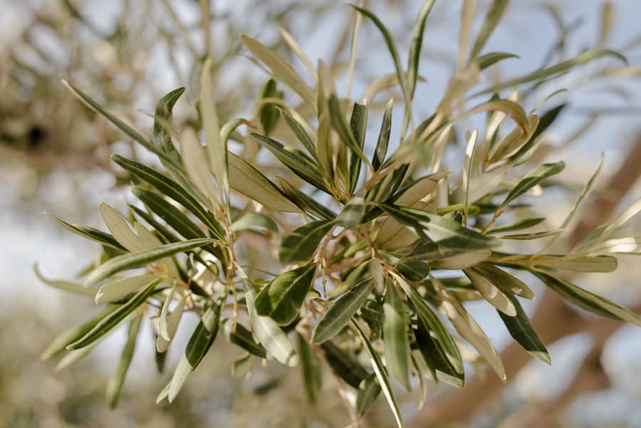 detail of olive leafs in santorini