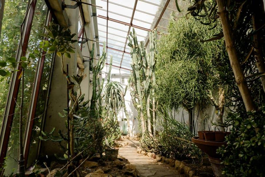 Esotical plants at bothanical garden in Lucca