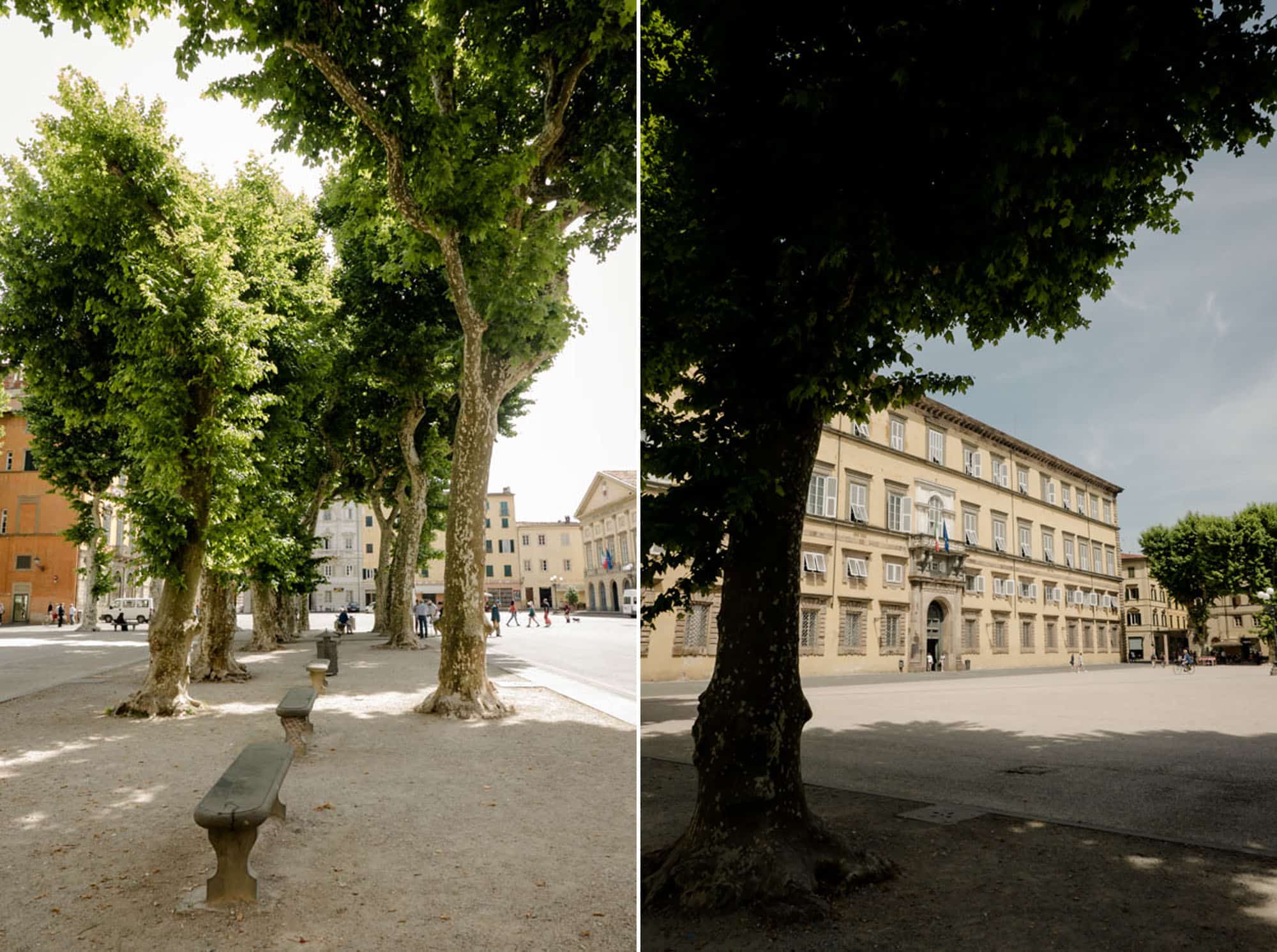 Nice trees in Piazza Napoleone in Lucca