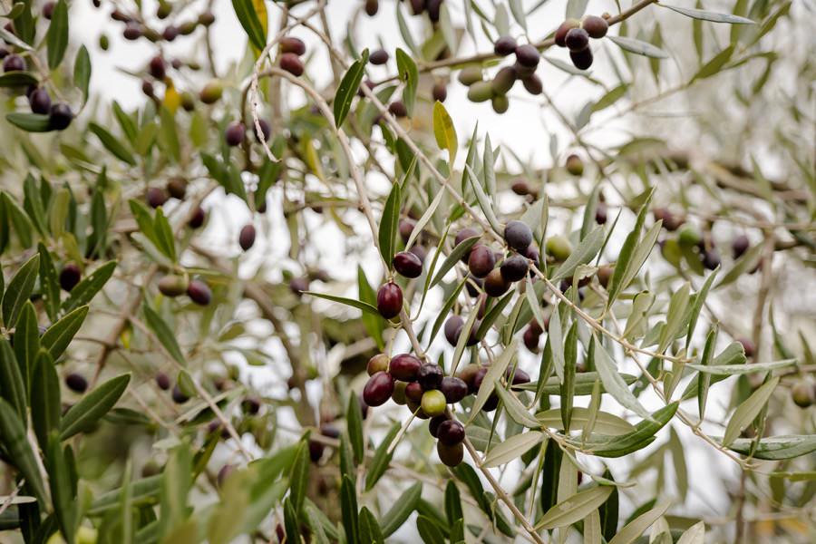 olive trees in tuscany